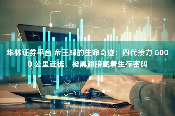 华林证券平台 帝王蝶的生命奇迹：四代接力 6000 公里迁徙，橙黑翅膀藏着生存密码