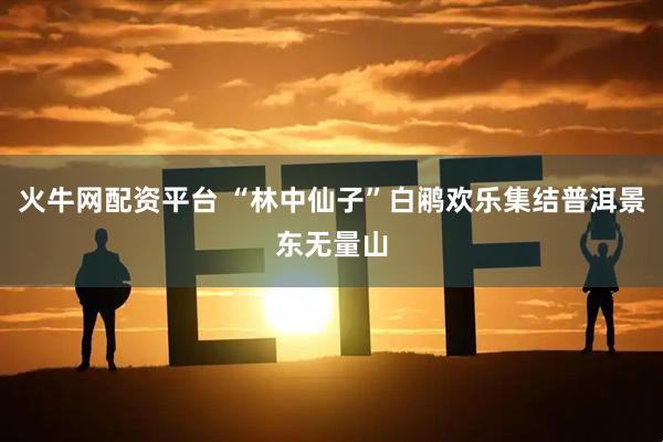火牛网配资平台 “林中仙子”白鹇欢乐集结普洱景东无量山